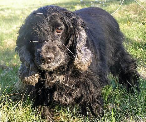 Cocker spaniel Sille † d. 14/4-08 - Moar jeg vil ind...  billede 15