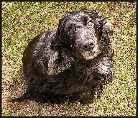 Cocker spaniel Sille † d. 14/4-08 - Er jeg ik bare sød  billede 16