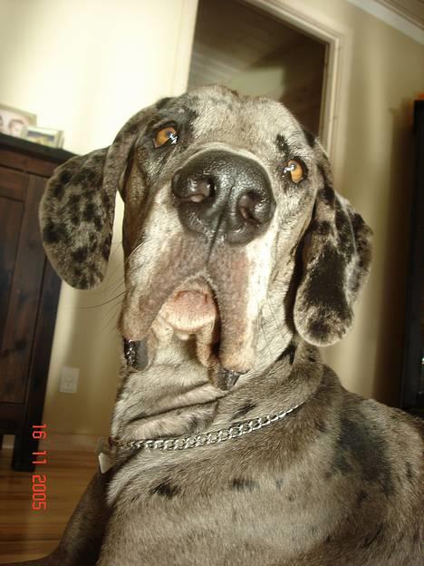 Grand danois Apollo *Savner dig* billede 2