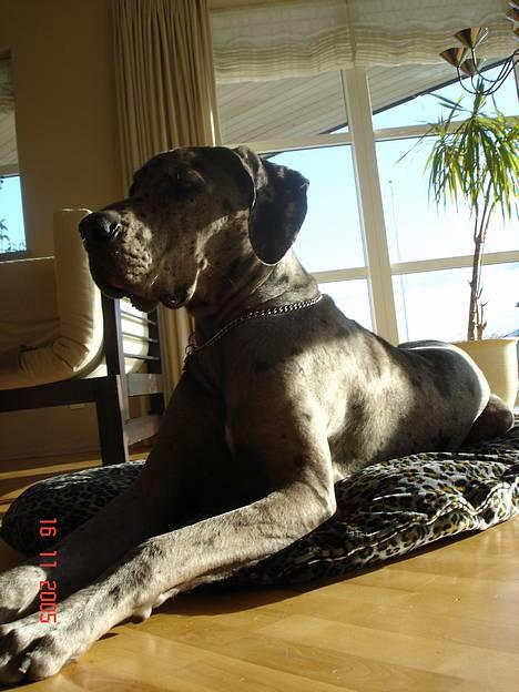 Grand danois Apollo *Savner dig* - Apollo 10 mdr. billede 3