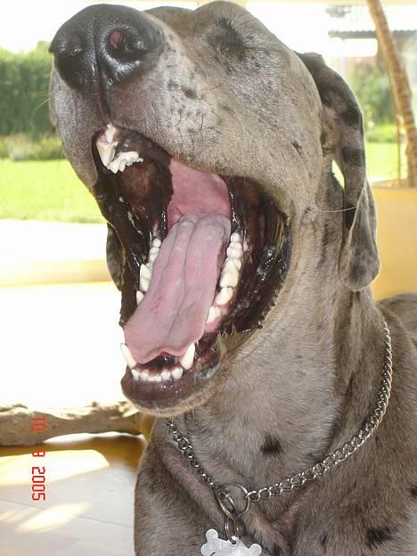 Grand danois Apollo *Savner dig* billede 4