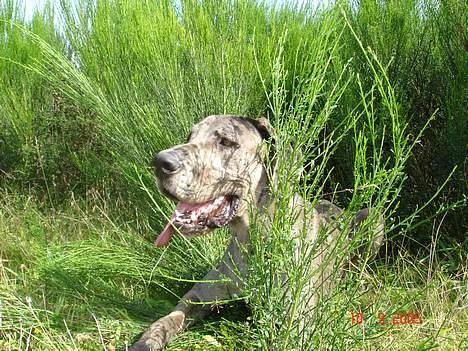 Grand danois Apollo *Savner dig* billede 5