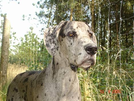 Grand danois Apollo *Savner dig* billede 6