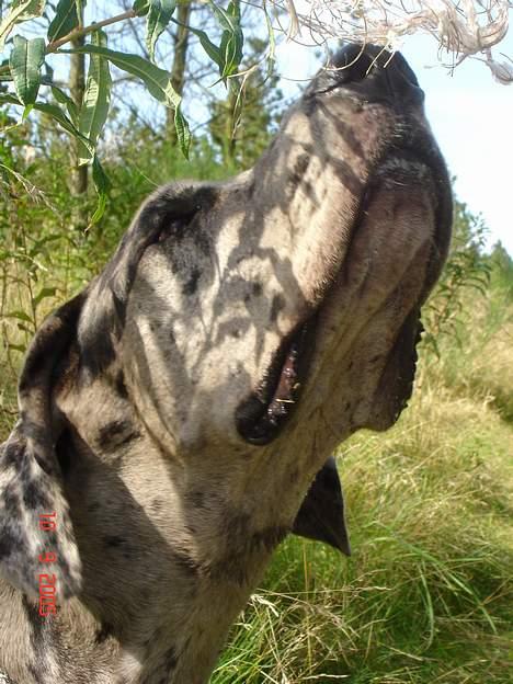 Grand danois Apollo *Savner dig* billede 7