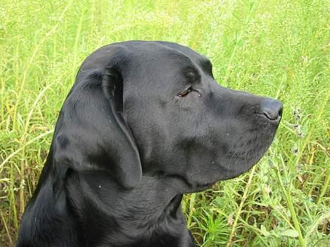 Labrador retriever Balder Død 4/1-06 billede 6