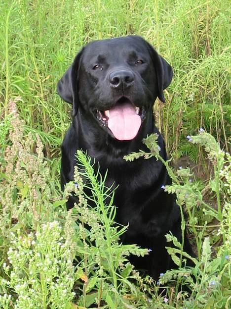 Labrador retriever Balder Død 4/1-06 billede 7