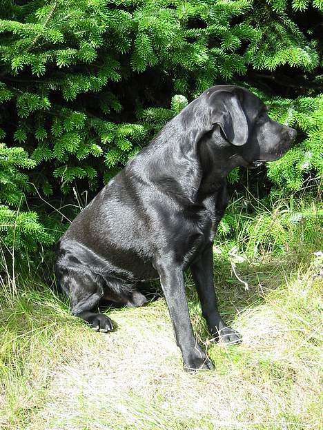 Labrador retriever Balder Død 4/1-06 billede 8