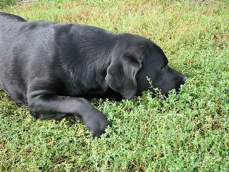 Labrador retriever Balder Død 4/1-06 billede 9