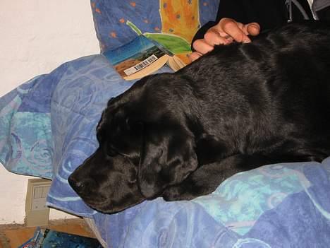 Labrador retriever Balder Død 4/1-06 billede 10