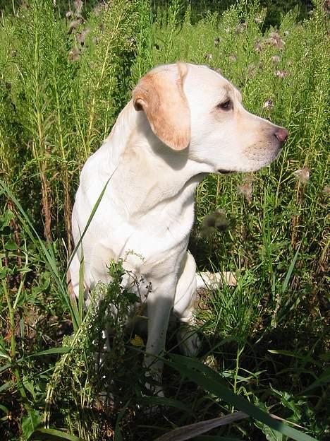 Labrador retriever Maggie (død 2013) billede 12