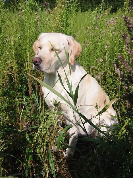 Labrador retriever Maggie (død 2013) - Hvor er det træls at få solen i øjnene billede 13