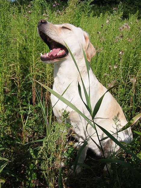Labrador retriever Maggie (død 2013) - Hvor kedeligt at være fotomodel billede 14