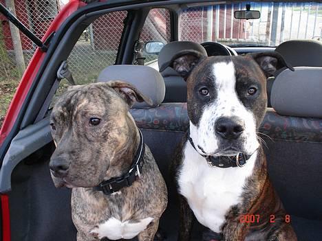 Amerikansk staffordshire terrier Simba - Så er vi klar til afgang, og hjem i varmen. billede 15