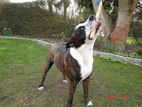 Amerikansk staffordshire terrier Simba - Hmmm den pind altså... Den skal ligge på jorden. billede 16