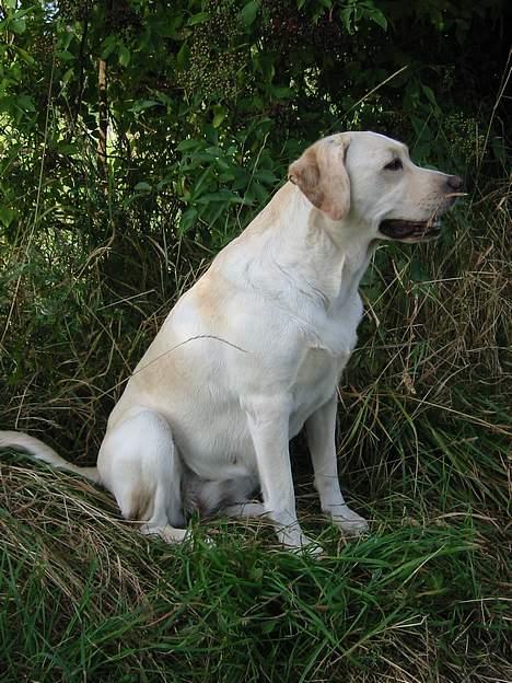 Labrador retriever Maggie (død 2013) billede 15