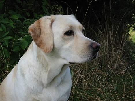 Labrador retriever Maggie (død 2013) billede 16