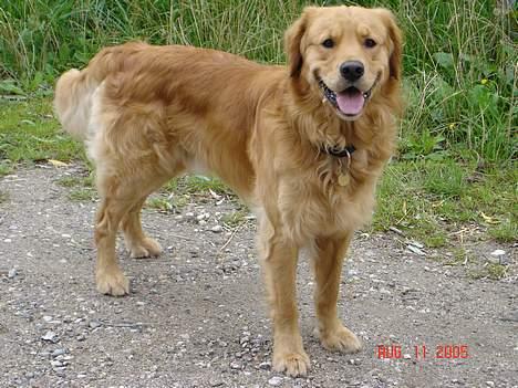 Golden retriever Tjalfe - Det er fedt at være på jagt :-D billede 9