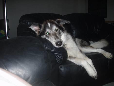 Blanding af racer (alaskan malamute)Chianti - en værre hængegøj billede 1