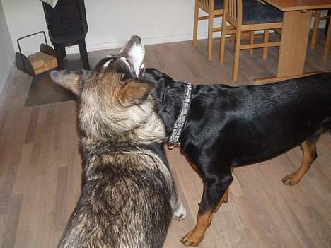 Blanding af racer (alaskan malamute)Chianti - NEJ sagde jeg... nu vanker der altså... billede 2