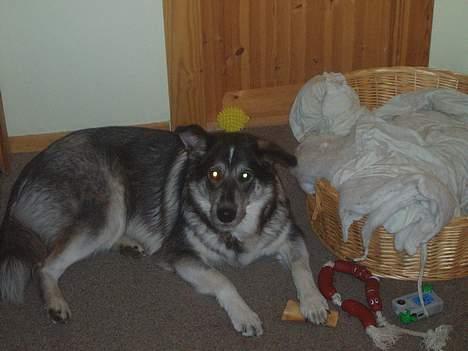 Blanding af racer (alaskan malamute)Chianti - MIN... GRRRR billede 3