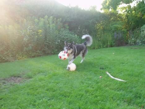 Blanding af racer (alaskan malamute)Chianti - kan aldrig få nok bolde... billede 4