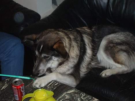 Blanding af racer (alaskan malamute)Chianti - den ser godt nok spændende ud... den må jeg bare ha... bare de nu ikk opdager mig... billede 5