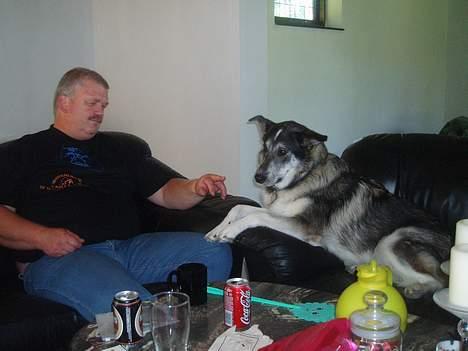 Blanding af racer (alaskan malamute)Chianti - hvis jeg nu ser riiigtig sød ud kan det være at morfar forbarmer sig over mig billede 6