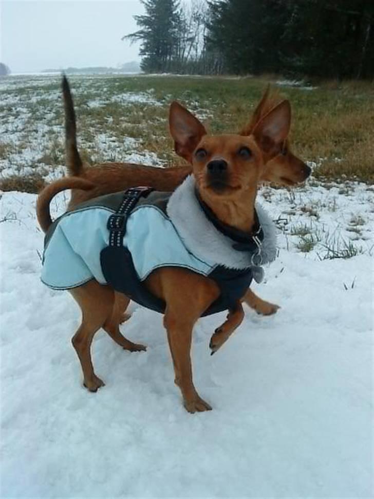 Dvaergpinscher Enya - Enya februar 09 billede 1