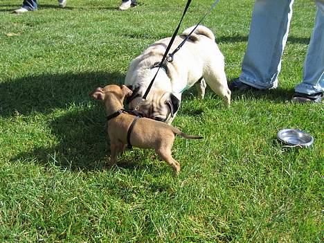 Dvaergpinscher Enya - Lille Dværgpinscher møder meget stor Mops billede 2