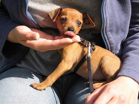 Dvaergpinscher Enya - Lille hund - stor tunge. Et eller andet smager tilsyneladende godt :o) billede 3