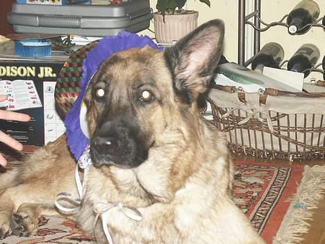 Schæferhund Sasha - nytår.. hehe, hun kan ikk lide, når hun bliver "klædt ud" billede 15