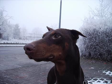 Dobermann Bimse - hovsa, var der nogen derover.... billede 1