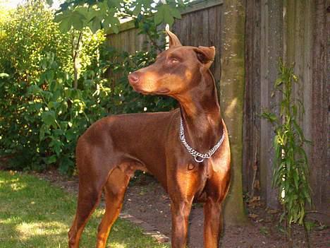 Dobermann Bimse - min baghave, kan i fugle se at komme væk... billede 2