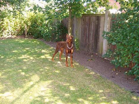 Dobermann Bimse billede 3