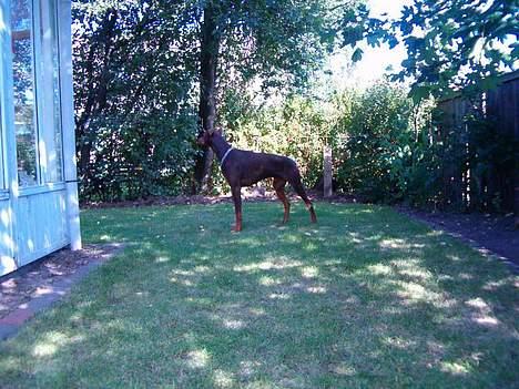 Dobermann Bimse billede 4