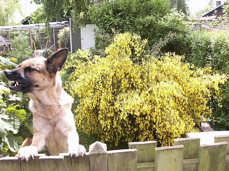 Schæferhund Sasha - øh..... hva er det lige vi laver Sas ? hehe "dumme" hund billede 16