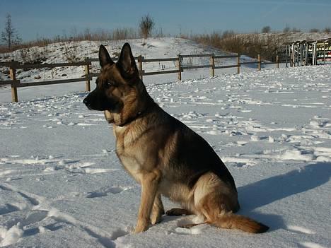 Schæferhund Sasha - sasha i sneen på ridebanen billede 17