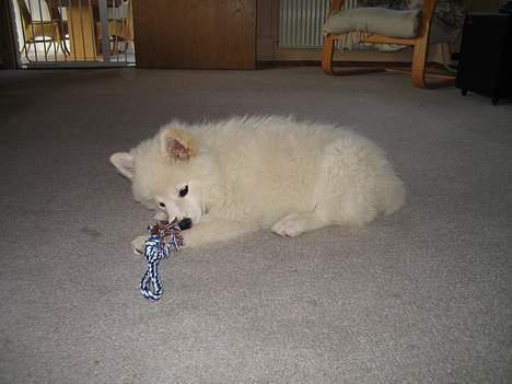 Finsk lapphund Luna - Luna, så smuuk som altid.. billede 2