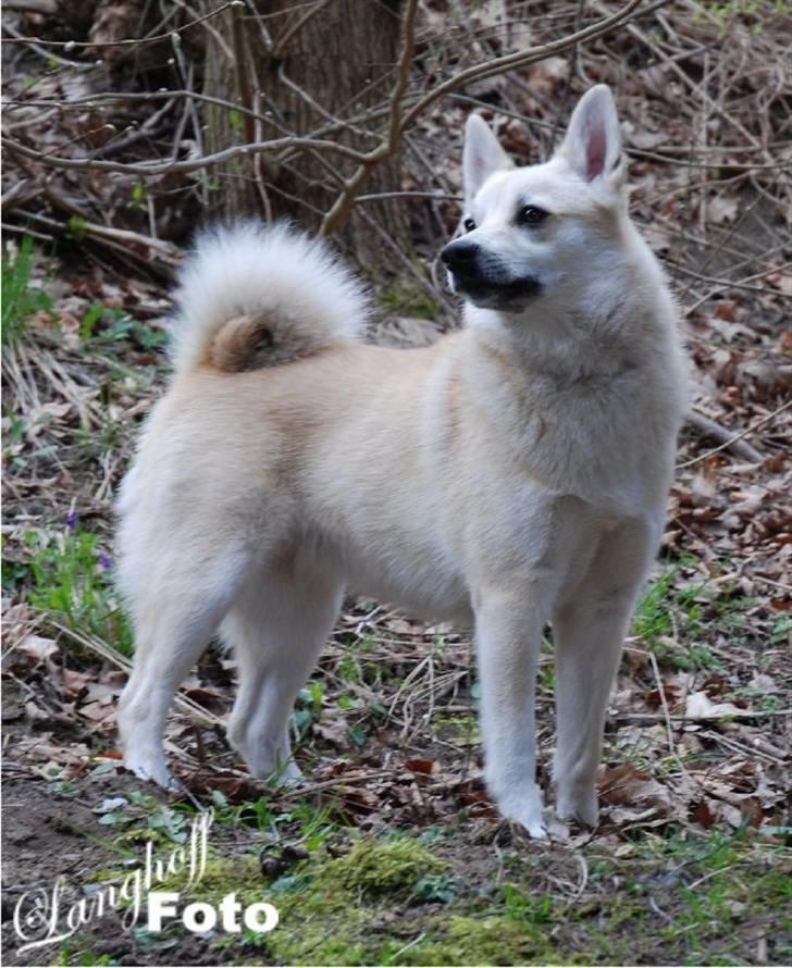 Norsk buhund Gloria - Gloria   billede 1