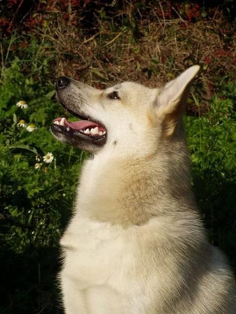 Norsk buhund Gloria - Har du en guf mor???     (foto: Emma Højgaard) billede 2