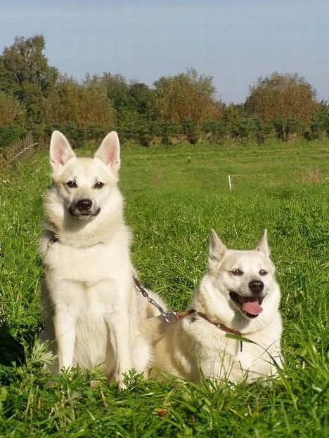 Norsk buhund Gloria - Gloria sidder ved siden af hendes mor, Biloxi    (foto: Emma Højgaard) billede 3