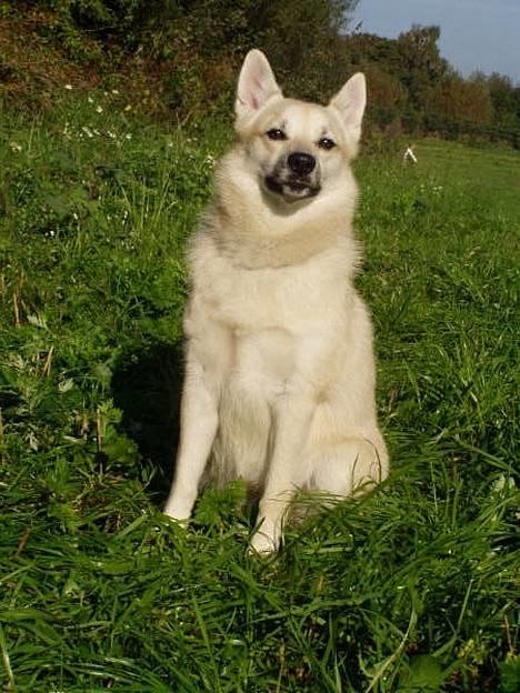 Norsk buhund Gloria - Man ved jo godt at man er en fin hund  ;o)     (foto: Emma Højgaard) billede 4