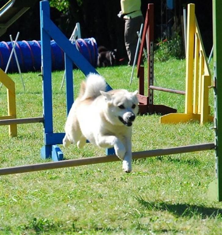 Norsk buhund Gloria - Gloria til agility, sammen med vennerne fra Team Buhund billede 5