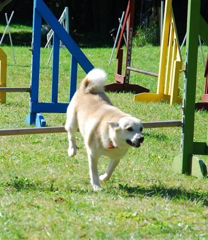 Norsk buhund Gloria - Agility billede 6