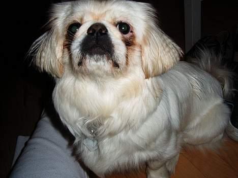 Pekingeser Snow (død) - Er jeg ikke bare skøn? billede 8