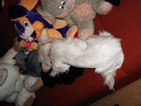 Pekingeser Snow (død) - Jeg passer lige på alle tøjdyrene hehe billede 9