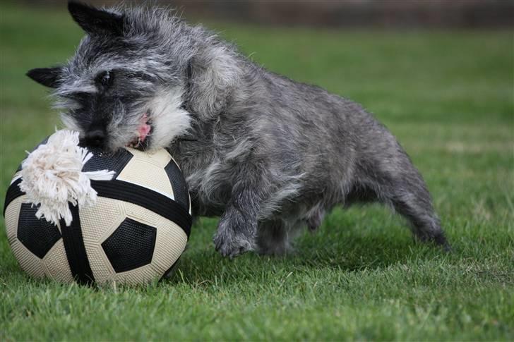 Cairn terrier Jack *11.12.96 - 17.7.13* - Fik dig! billede 12