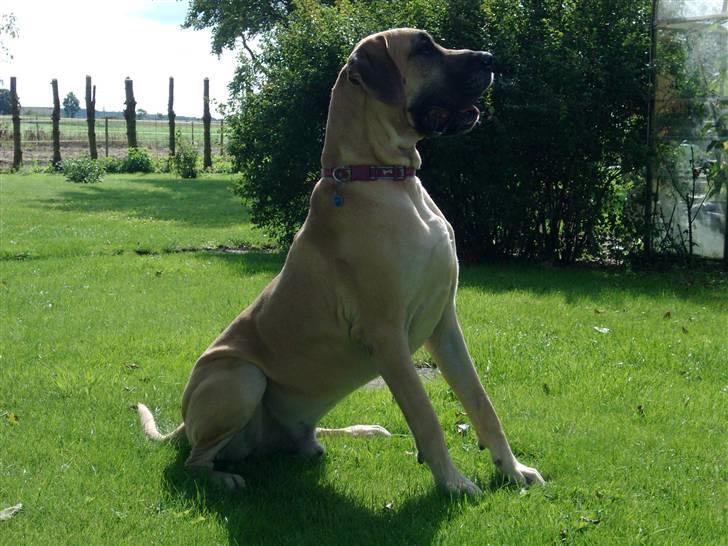 Grand danois Drew Vincent´s Mars - boris... billede 1