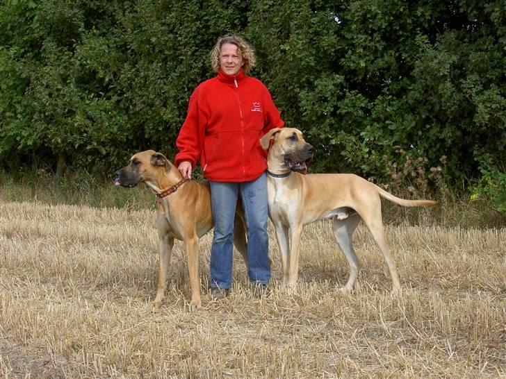 Grand danois Drew Vincent´s Mars - boris og Ingha billede 2