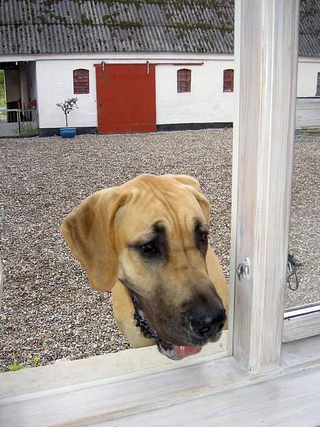 Grand danois Drew Vincent´s Mars - boris billede 3